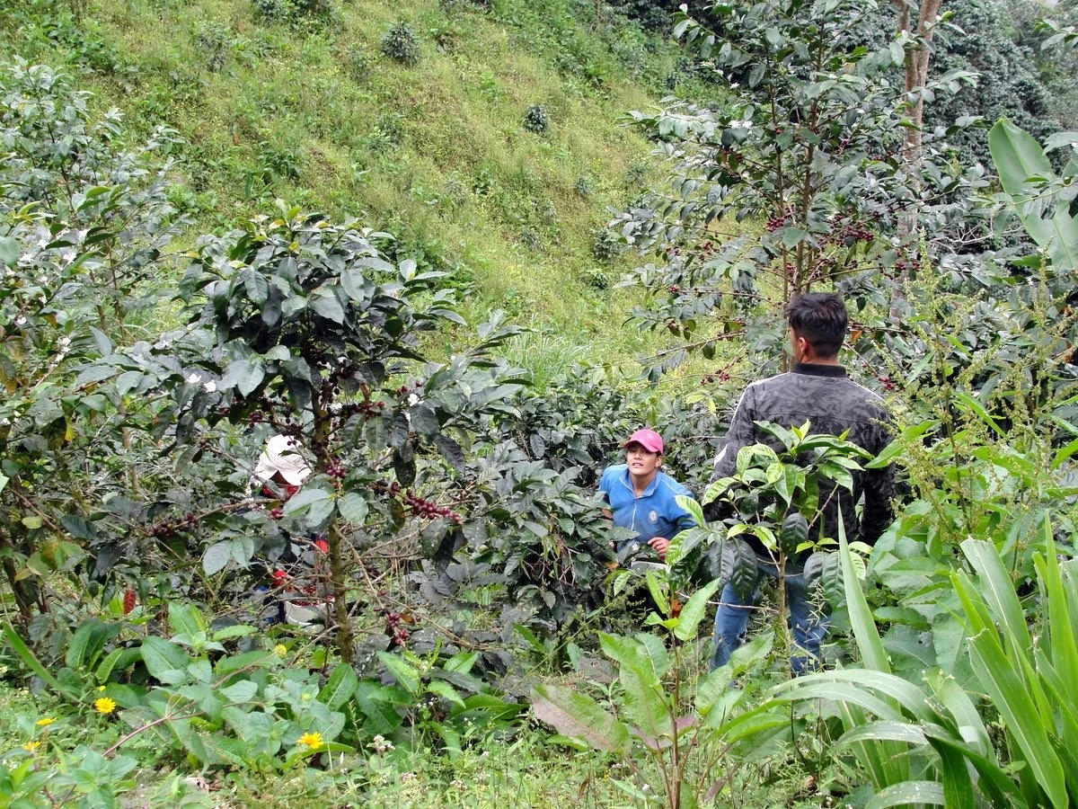 Peru Huabal Filtre