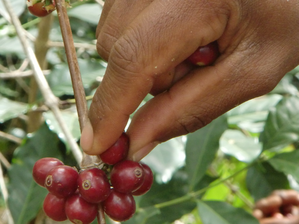 Ruanda Bwenda Natural