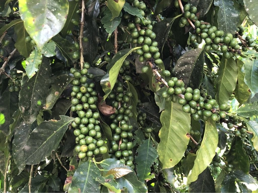 Peru San Fernando Natural