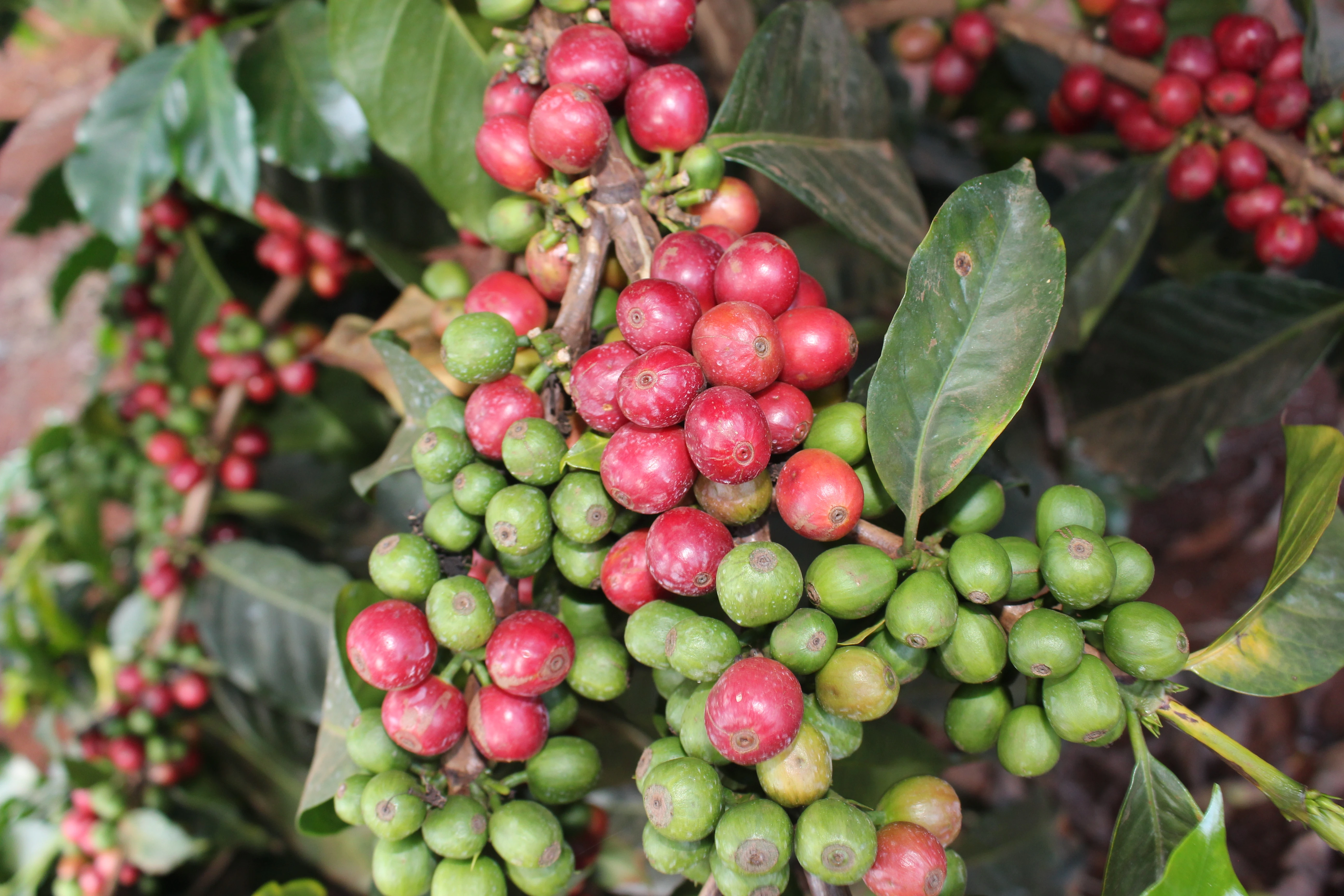 Kenya Mururandia AB