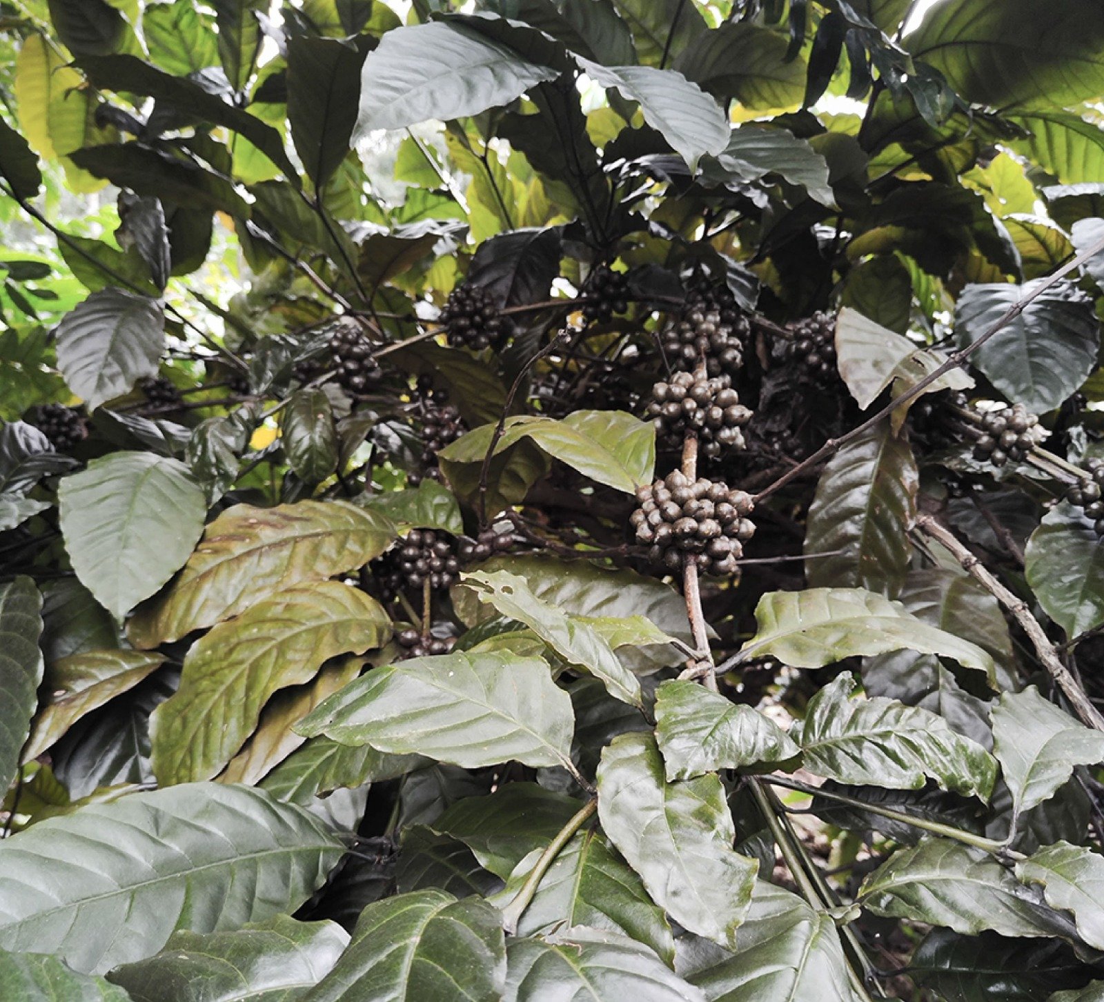 Sahibi değil parçası <br> olduğumuz: Doğa